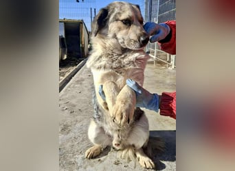 Schmusiger, verspielter Cisco