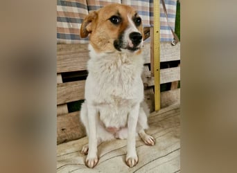Sanfte Trixi sucht ihre Menschen