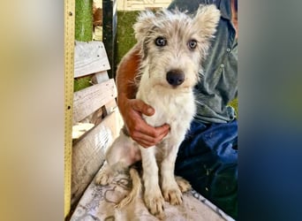 Fibi, bildhübsches Welpenmädchen sucht ihre Familie