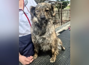 Ronja – kleine Kämpferin sucht ihr Happy End