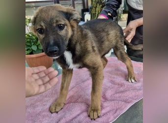 Mogli – kleines Wunder sucht seine Familie