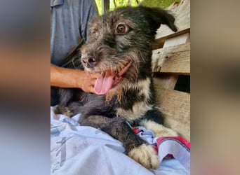 Luna sucht einen Ort zum Ankommen