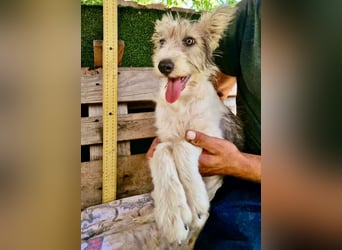 Fibi, bildhübsches Welpenmädchen sucht ihre Familie