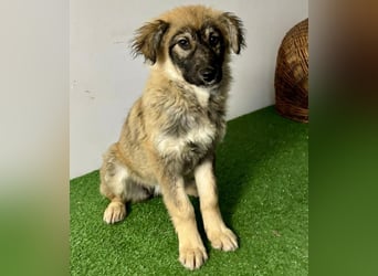 Bildhübsches Welpenmädchen Bibbi