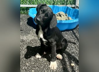 Cupcake – kleiner Glückspilz sucht seine Familie