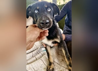 Bobby – junger Hundebub sucht liebevolle Menschen