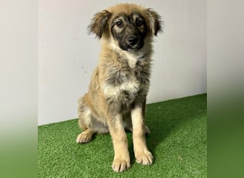 Bildhübsches Welpenmädchen Bibbi