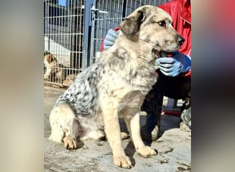 Schmusiger, verspielter Cisco