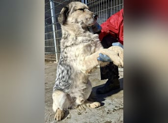 Schmusiger, verspielter Cisco