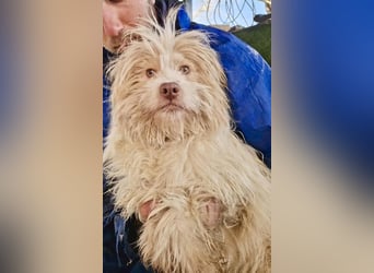 Todtrauriger Boomer auf der Suche nach Glück