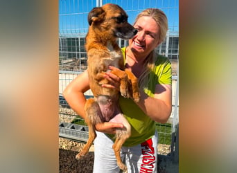 Sanfte Karla sucht ein liebevolles Zuhause
