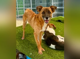 Sanfte Karla sucht ein liebevolles Zuhause