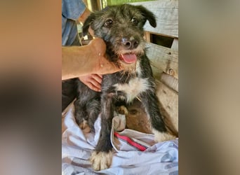 Luna sucht einen Ort zum Ankommen