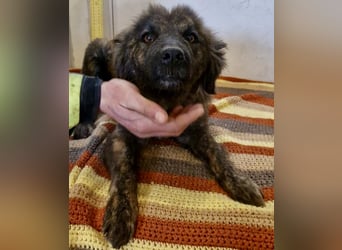 Sanfte Pfötchengeberin Yuki