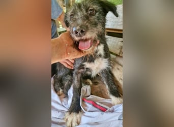 Luna sucht einen Ort zum Ankommen