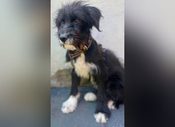 Unkomplizierter Welpe Miro kennt schon Kinder, Katzen und Pferde