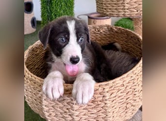 Kleiner Herzenshund Figo sucht seine Familie