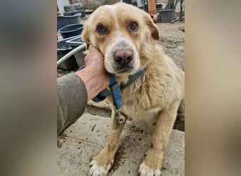Trauriger Hugo sucht seine Familie
