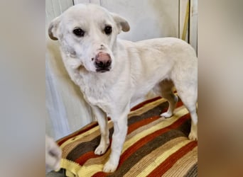 Dankbare, sanfte Blanche