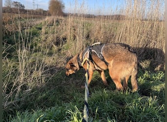 Sanfte Seele Jessy sucht ihr Für-immer-Zuhause