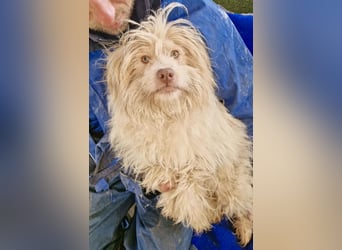 Todtrauriger Boomer auf der Suche nach Glück