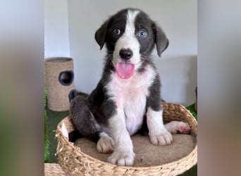 Kleiner Herzenshund Figo sucht seine Familie