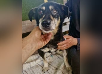 Collin – blinder Senior kämpft im Shelter ums Durchhalten