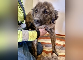 Sanfte Pfötchengeberin Yuki