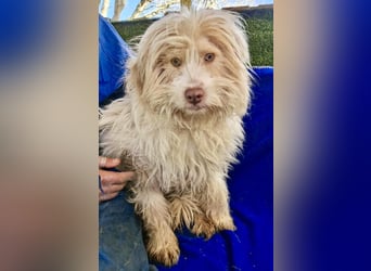 Todtrauriger Boomer auf der Suche nach Glück