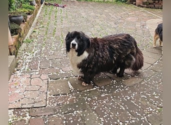 Gnadenplatz für Max gesucht