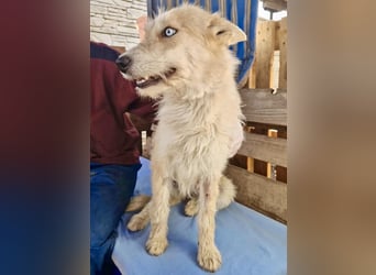 Mara, Schönheit mit zweifarbigem Blick