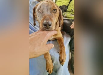 Tapfere Poppy sucht ihr Glück