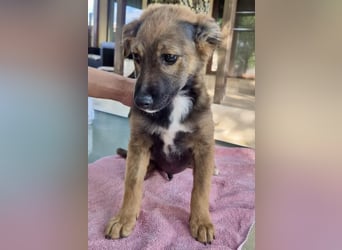 Mogli – kleines Wunder sucht seine Familie