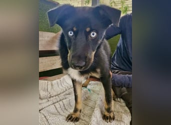 Bobby – junger Hundebub sucht liebevolle Menschen