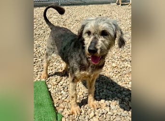 Candy – sanfte Schmusemaus sucht ihr Happy End