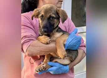 Sky – kleines Welpenmädchen sucht ihr Glück