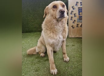 Trauriger Hugo sucht seine Familie
