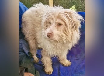 Todtrauriger Boomer auf der Suche nach Glück