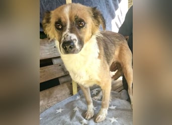 Romy, sanfte Schmusemaus sucht ihre Familie