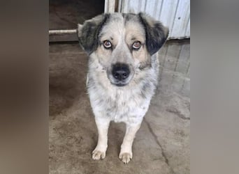 Schmusiger, verspielter Cisco