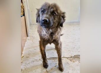 Sanfte Pfötchengeberin Yuki