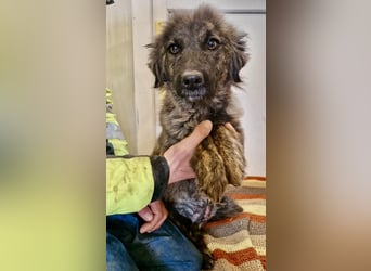 Sanfte Pfötchengeberin Yuki