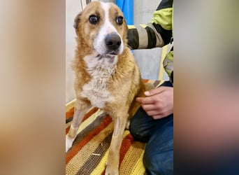 Sanfter Hundeopi Rex