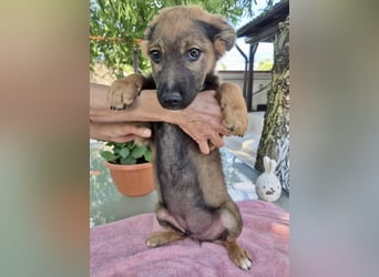 Mogli – kleines Wunder sucht seine Familie