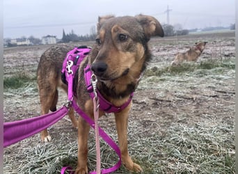 Sanfte Seele Jessy sucht ihr Für-immer-Zuhause