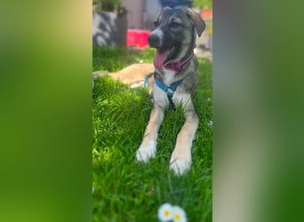 Arco - Ein besonderer Hundejunge wartet auf seine Familie