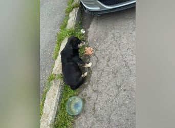 Collin – blinder Senior kämpft im Shelter ums Durchhalten