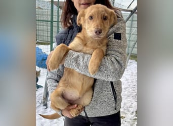 Bildhübsches Welpenmädchen Lumi