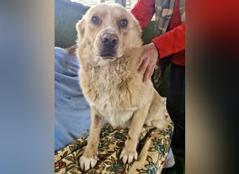 Trauriger Hugo sucht seine Familie