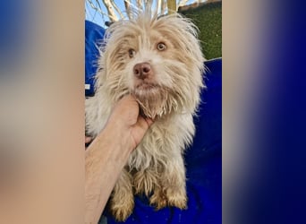 Todtrauriger Boomer auf der Suche nach Glück